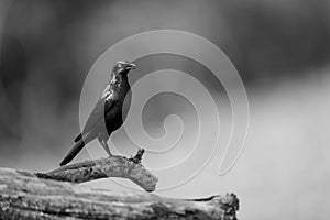 Mono greater blue-eared starling stares on branch