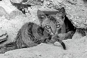 Mono grey kitten staring suspiciously by wall