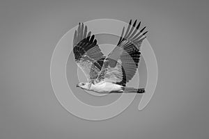 Mono juvenile martial eagle flies through sky