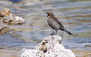 Mono Lake birds