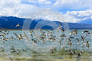 Mono Lake California photo