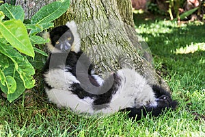 Mono lemur black and white photo