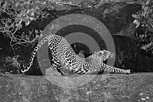 Mono leopard between bushes on rocky ledge