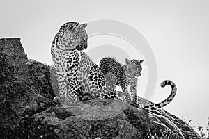 Mono leopard on rock looking at cub