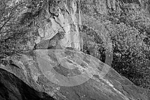 Mono leopard on rock staring into distance