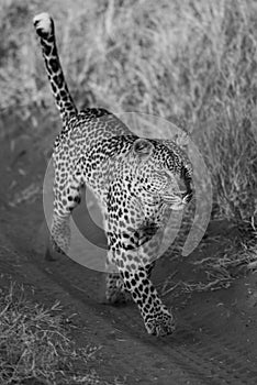 Mono leopard running along track in grass