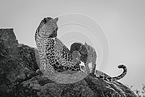 Mono leopard sits by cub on rock