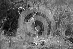 Mono lion cub in grass facing camera