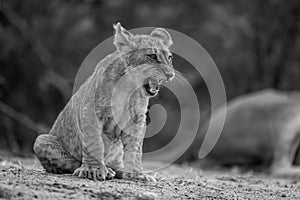 Mono lion cub sits yelping on sand