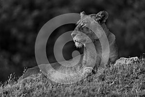 Mono lioness lies on bank with catchlight