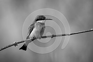 Mono little bee-eater on branch with catchlight