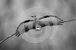 Mono little bee-eater takes off towards camera photo