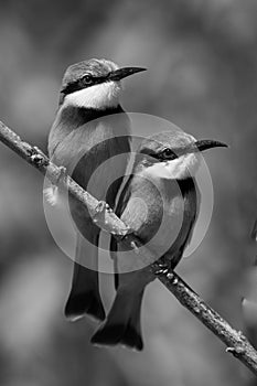 Mono little bee-eaters with catchlights on branch