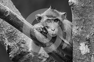 Mono long-tailed macaque leaning head on paws photo