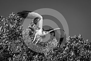 Mono martial eagle takes off from bush