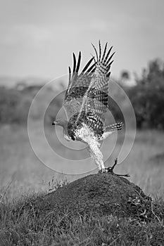 Mono martial eagle takes off from mound