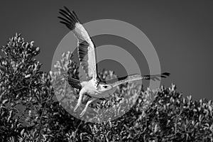 Mono martial eagle taking off from bush