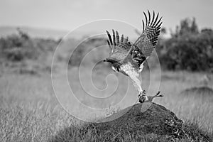 Mono martial eagle taking off from mound
