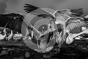 Mono pelican grabs fish on rocky shore