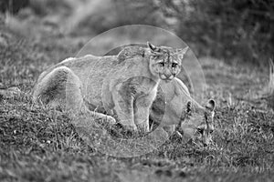 Mono pumas drink from pond in scrubland photo