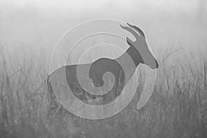 Mono silhouette of topi standing in grass