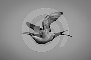 Mono southern carmine bee-eater flies folding wings