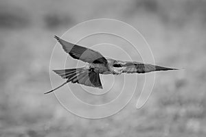 Mono southern carmine bee-eater flies spreading wings