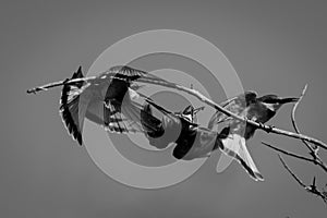 Mono three little bee-eaters squabble on branch