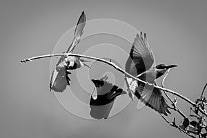 Mono three little bee-eaters squabble over branch photo