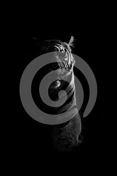 Mono tiger lies in darkness watching camera