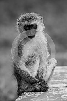 Mono vervet monkey on wall facing camera photo