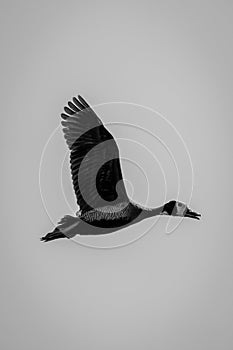 Mono white-faced whistling-duck flies with wings raised