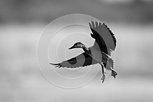 Mono white-faced whistling-duck lifts wings to land