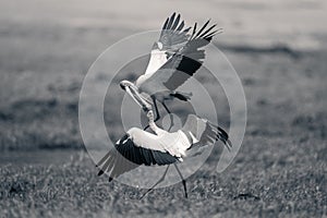 Mono yellow-billed storks squabble on grassy riverbank photo