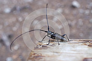 Monochamus sartor beetle