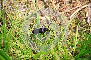 Monochamus sartor is a large beetle in the family Cerambycidae photo