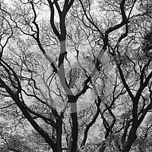 Monochome tree photo