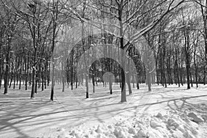 Monochome trees in the snow photo