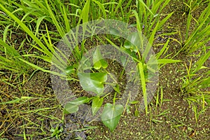 Monochoria hastata ; hyacinth ; small purple flowers, tightly packed in bouquet. The ends of petals are spiral twisted wrap seed