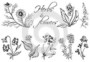 Monochrom hand drawn illustration of wild herbs and flowers. photo