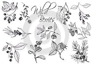 Monochrom hand drawn illustration of wild berries. photo
