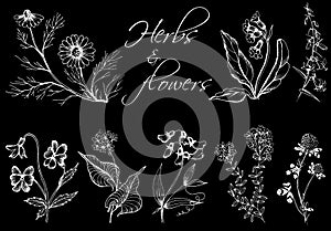 Monochrom hand drawn illustration of wild herbs and flowers. photo