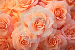 Monochrom soft pastel background. Peach colored roses flowers photo