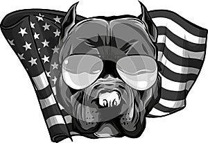 monochromatic American Pitbull Terrier dog wearing sunglasses - isolated vector illustration