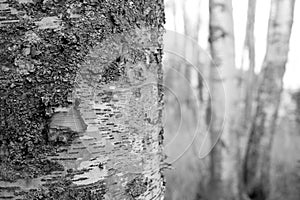 Monochromatic birch tree