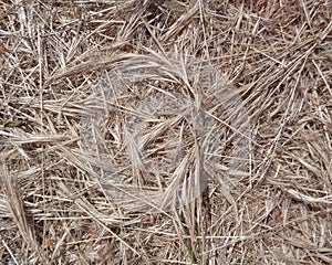 Circle Matted Dry Foxtails - Animal Resting Spot