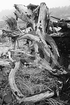 Monochromatic driftwood at Cape Meares, Oregon