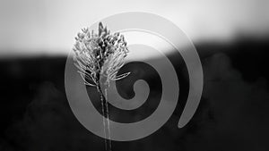 Monochromatic flower