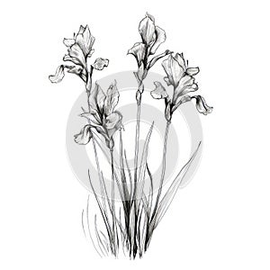 Monochromatic Ink Wash Illustration Of Three Iris Flowers