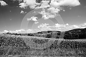 Monochromatic landscape of South Bohemia with corn field and hills near Volyne city in Czech republic on 11th august 2018 during